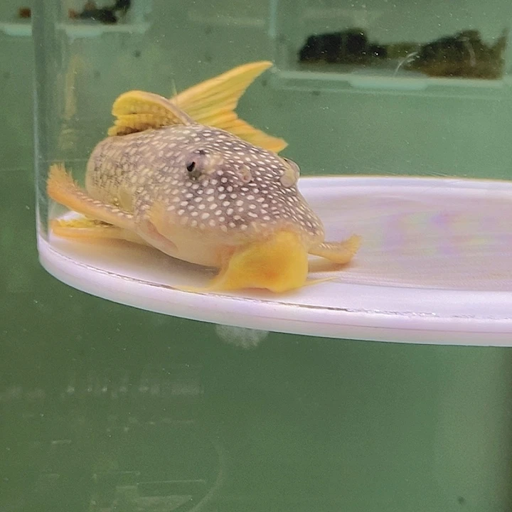 海水鱼14黄金达摩12号