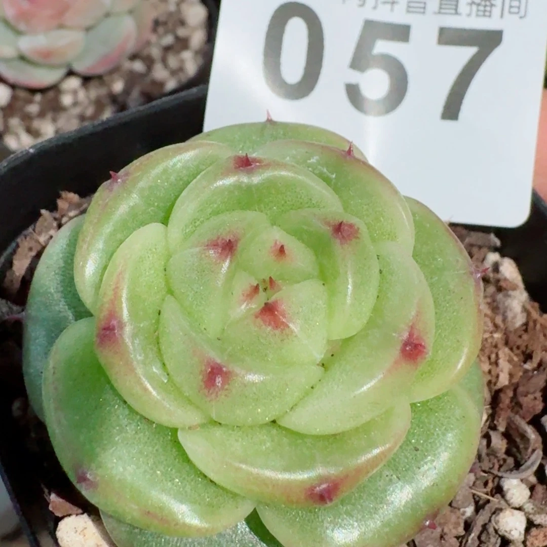 宝拉         精品多肉