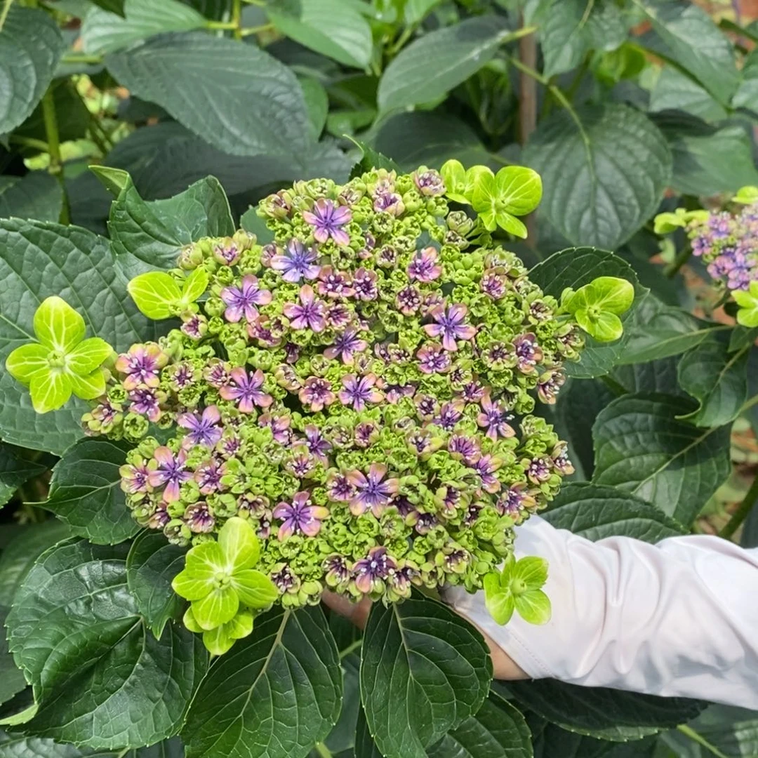 94号绣球 （3单冷链包邮）