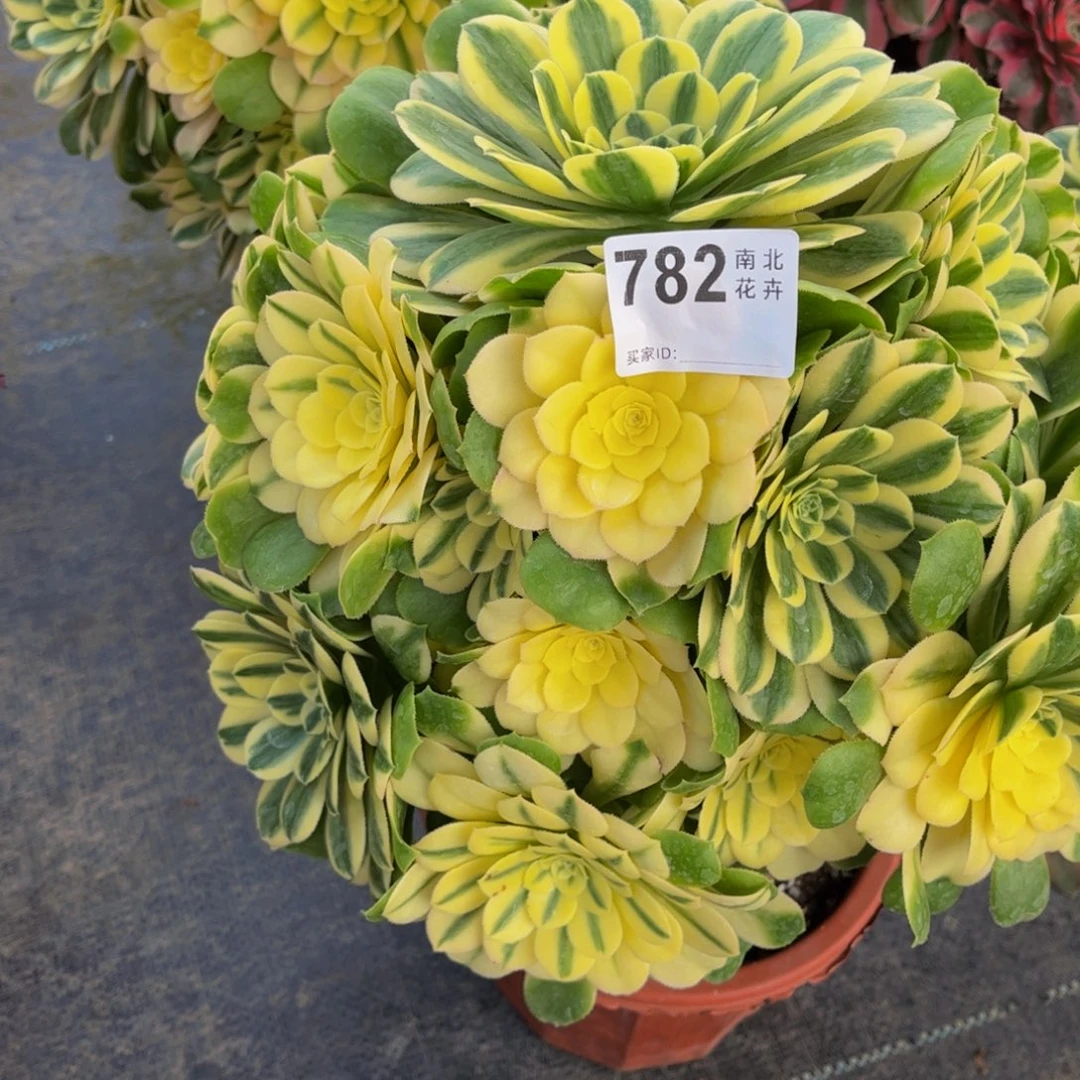 多肉辛尼亚妖转000000782