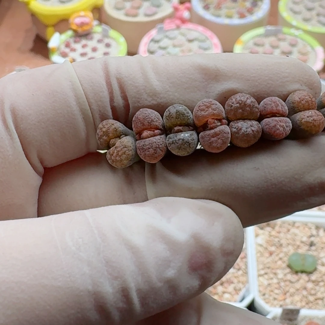 猛***O1018-049蛋糕风铃肉锥