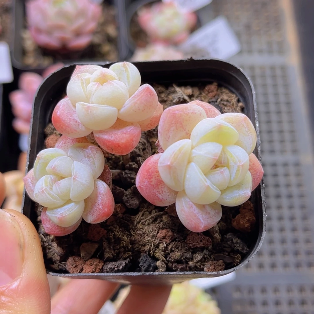 不***去黄晶体冰玉3头一物一拍