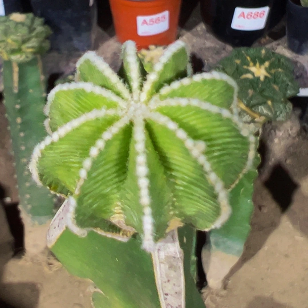 无花朵辛顿花笼811