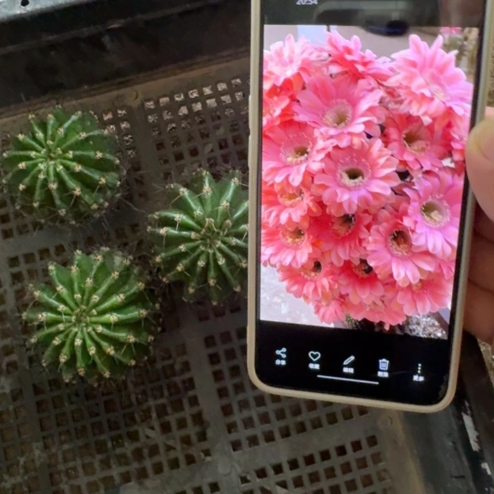 260彩草遐想歪4公分左右无根侧牙，20包邮