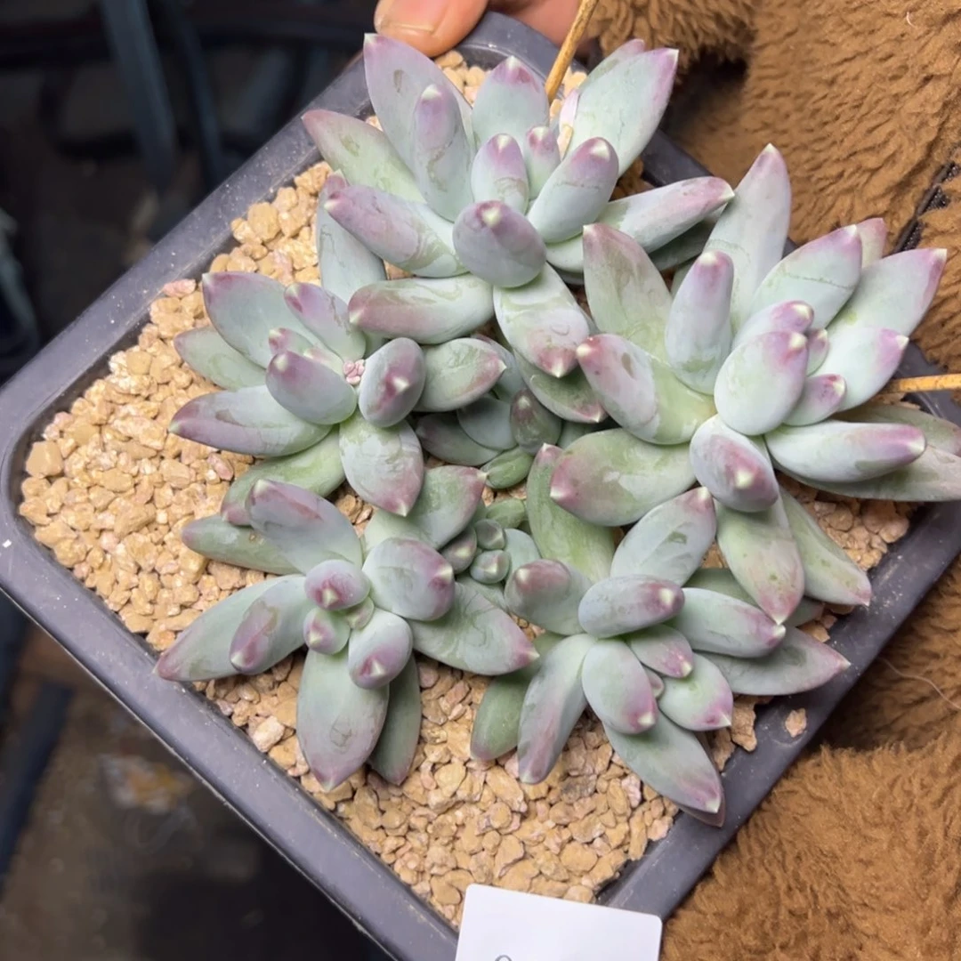 C****0195肉多么多么多么多