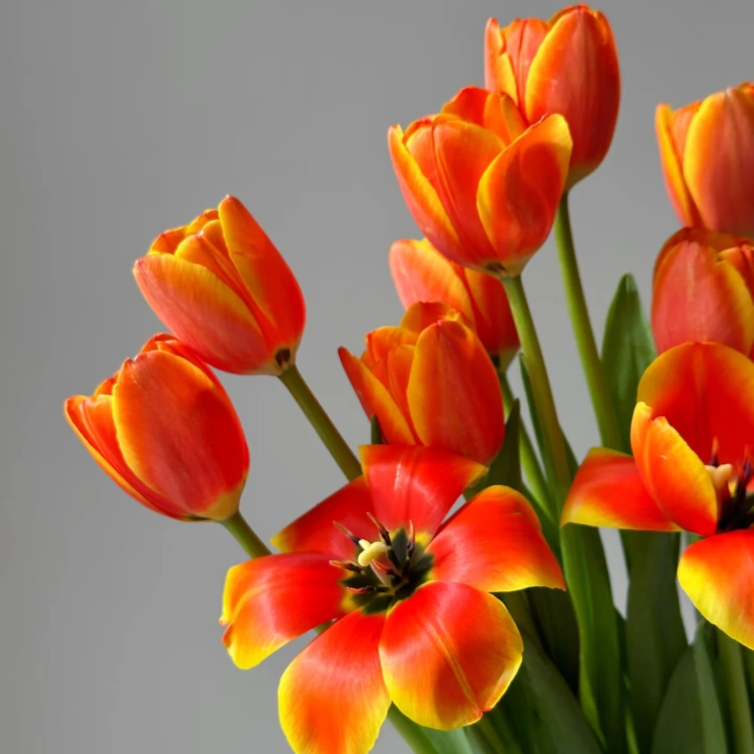 （真爱郁金香）东北鲜花基地发货顺丰包邮养护干净花束办公室浪漫