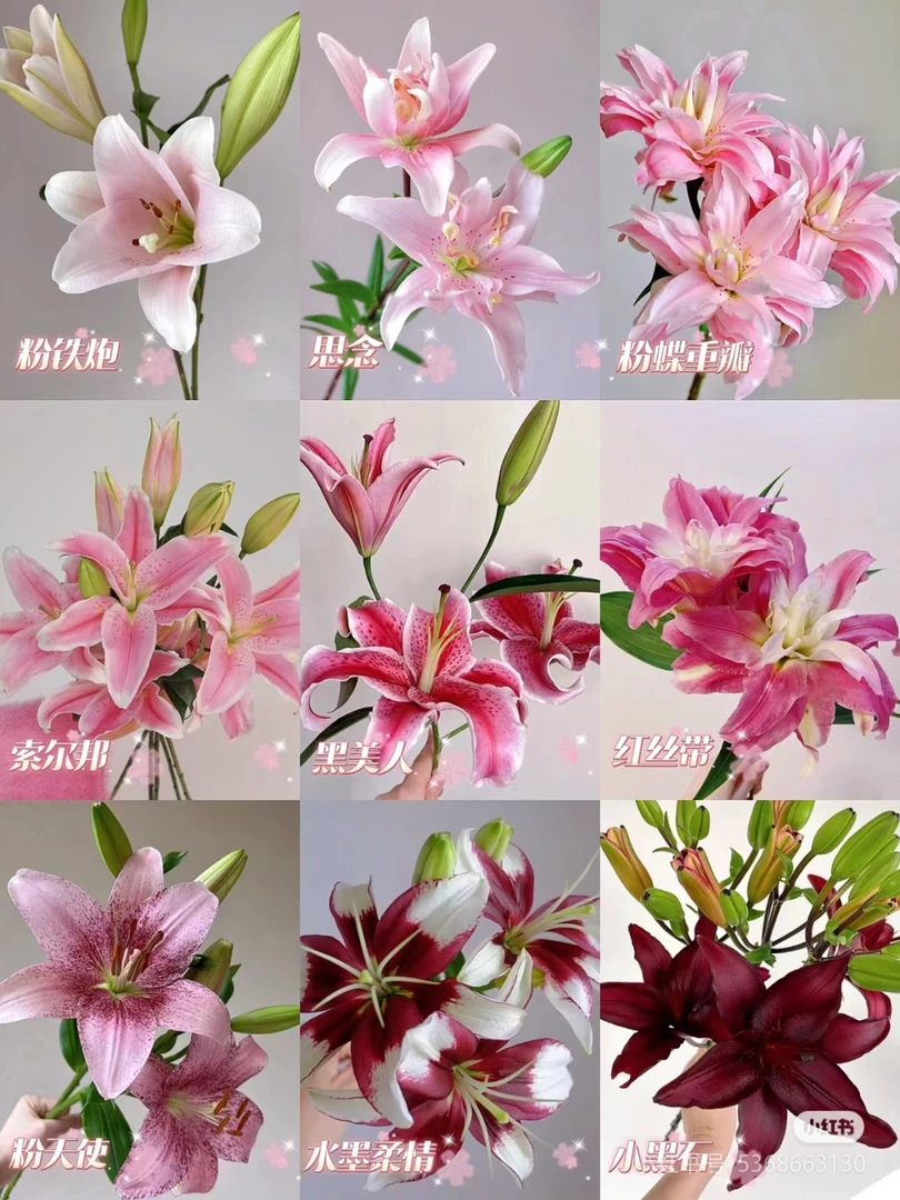 索尔邦多头香水百合【收到花一定要醒花，不会的请联系客服】