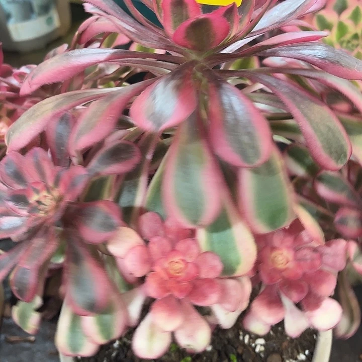 多肉植物初恋0095