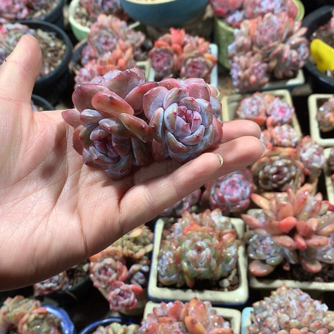 星野多肉植物哈哈9