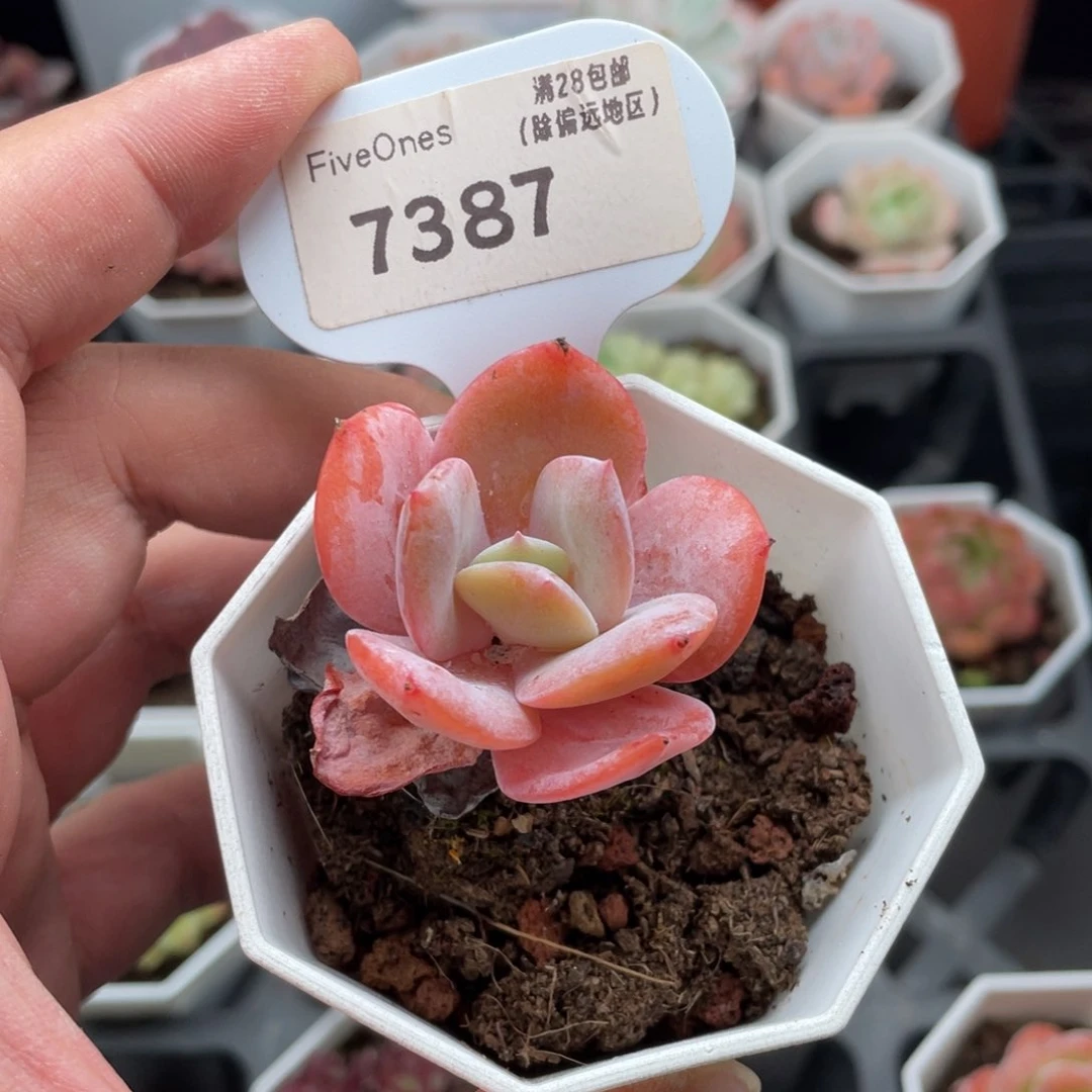奶茶7387-4.0厘米