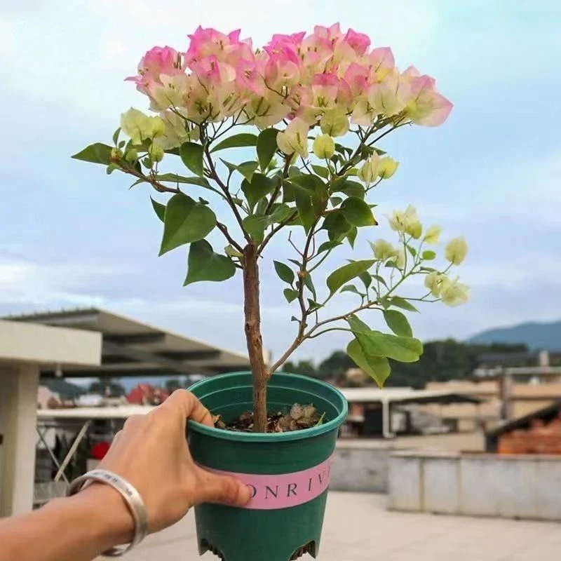 三角梅盆栽原土发货庭院爬藤四季开花