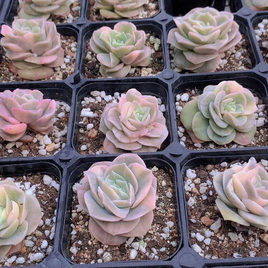 可爱玫瑰锦2356788900000