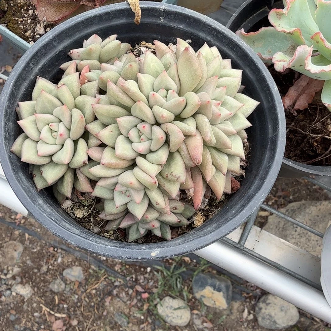 象群生牙多肉植物精品