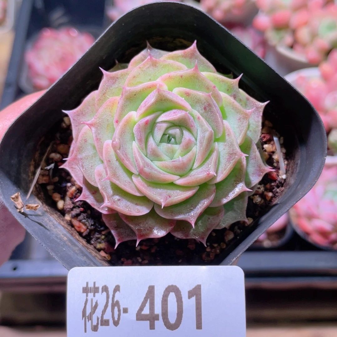 花利美26-401海玲娜