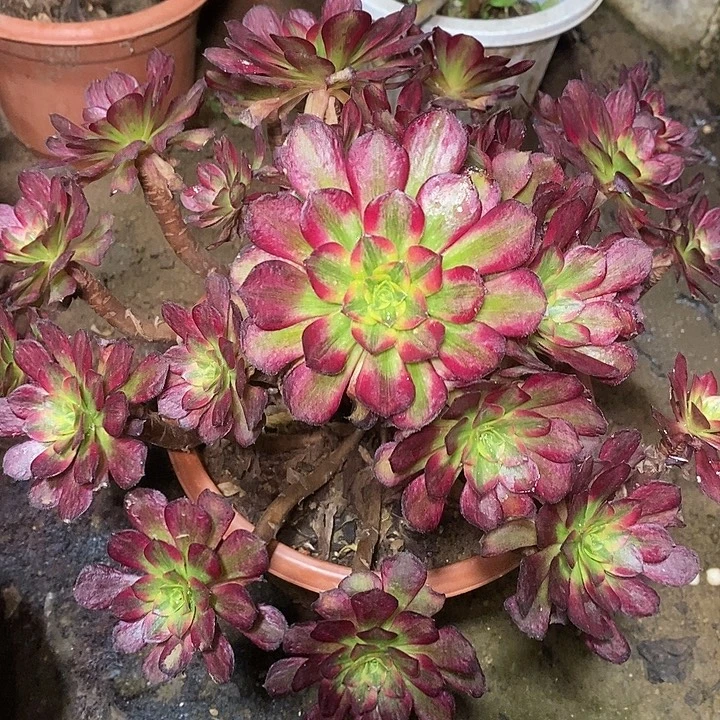 多肉植物保护研究所