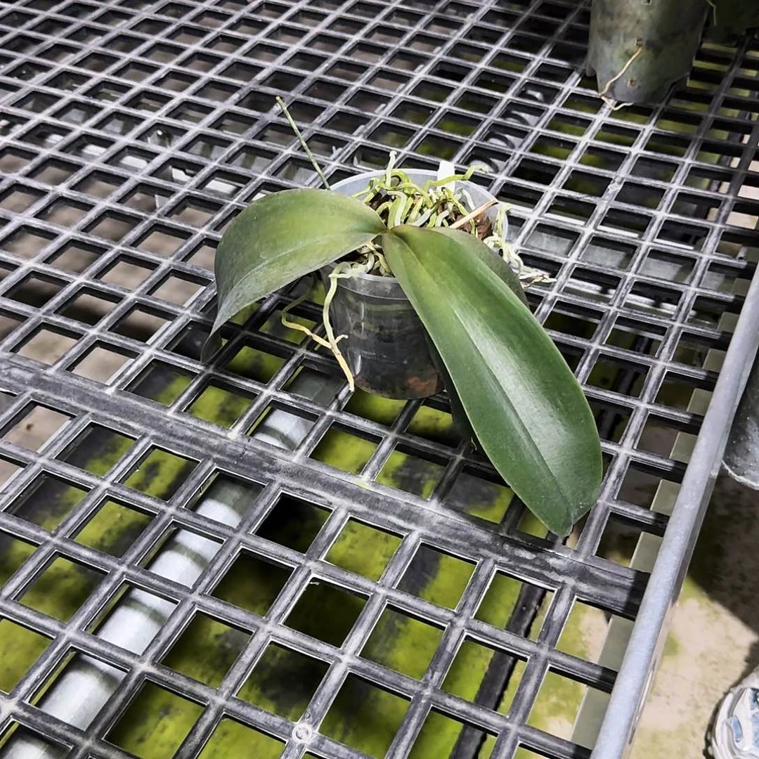 当前无花朵，栽培后可花朵c311
