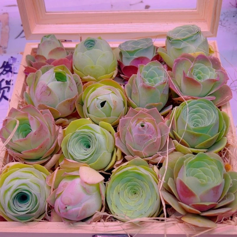 山地多肉玫瑰植物多头群生鸡蛋好养办公室室内花卉防辐射阳台盆栽