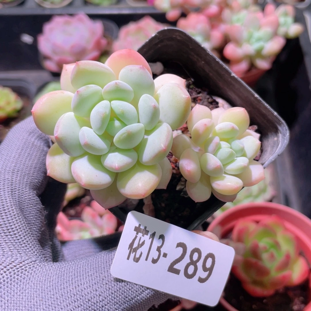 花利美13-289玉兔