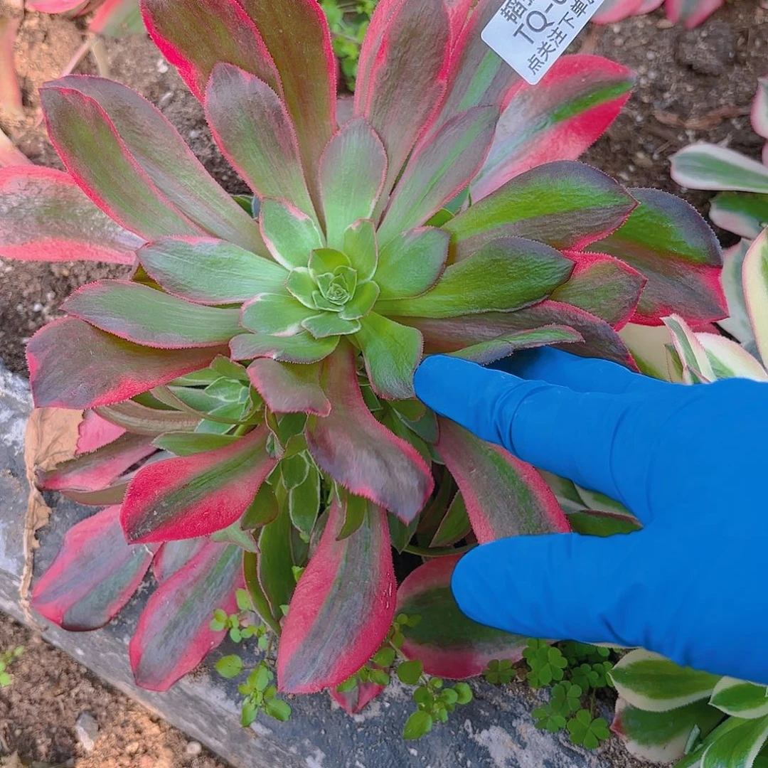 女妖多肉植物四号457