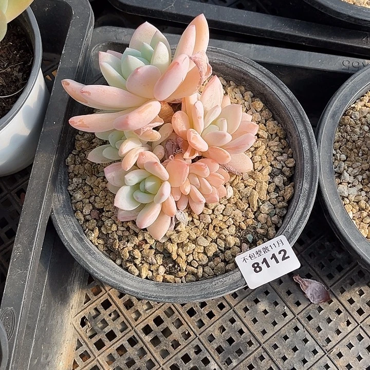 阿雅园艺。        8112冷香