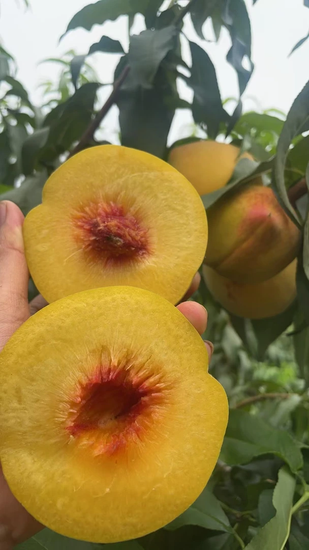 【中果实惠装】嘉善黄桃现摘现发鲜甜可口好吃