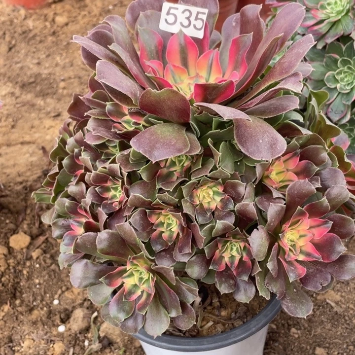 无花朵535多肉植物香妃