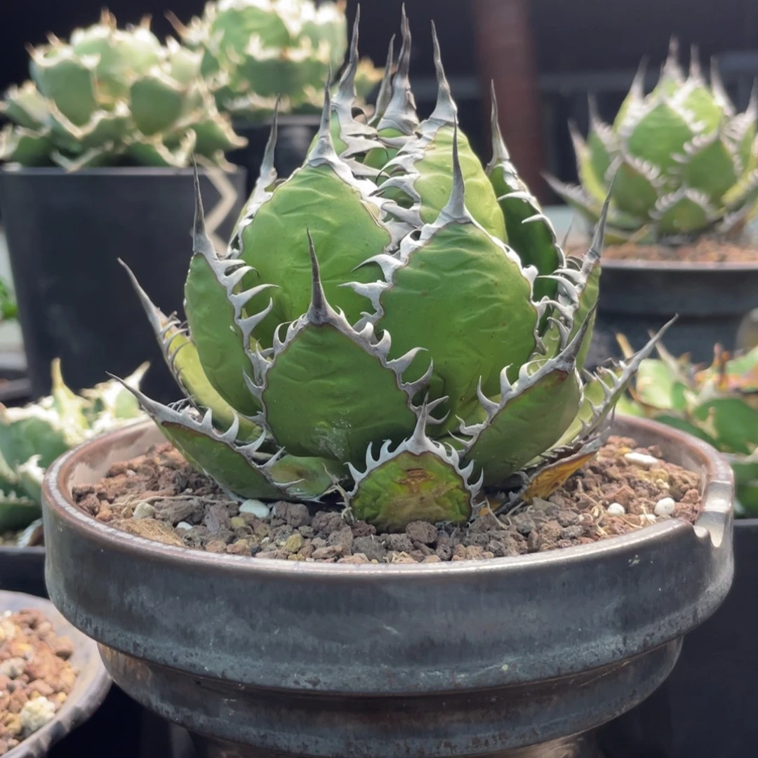 强密刺霍利达888888888888