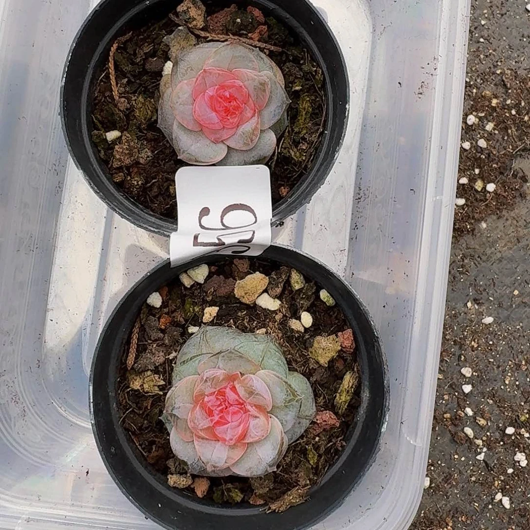 多肉植物多肉植物356