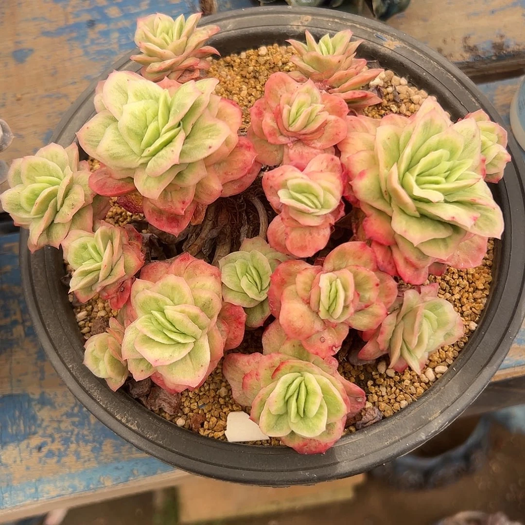 冰玫瑰锦多肉植物