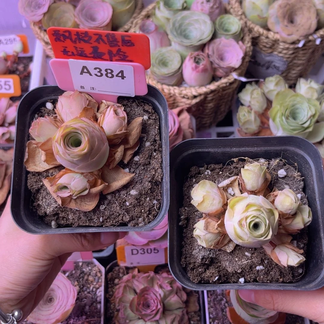 玫瑰组合一物一拍A384