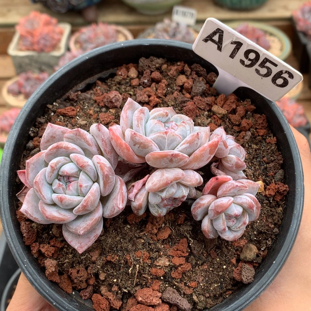 A1956 星影飘枝 有砍 10cm