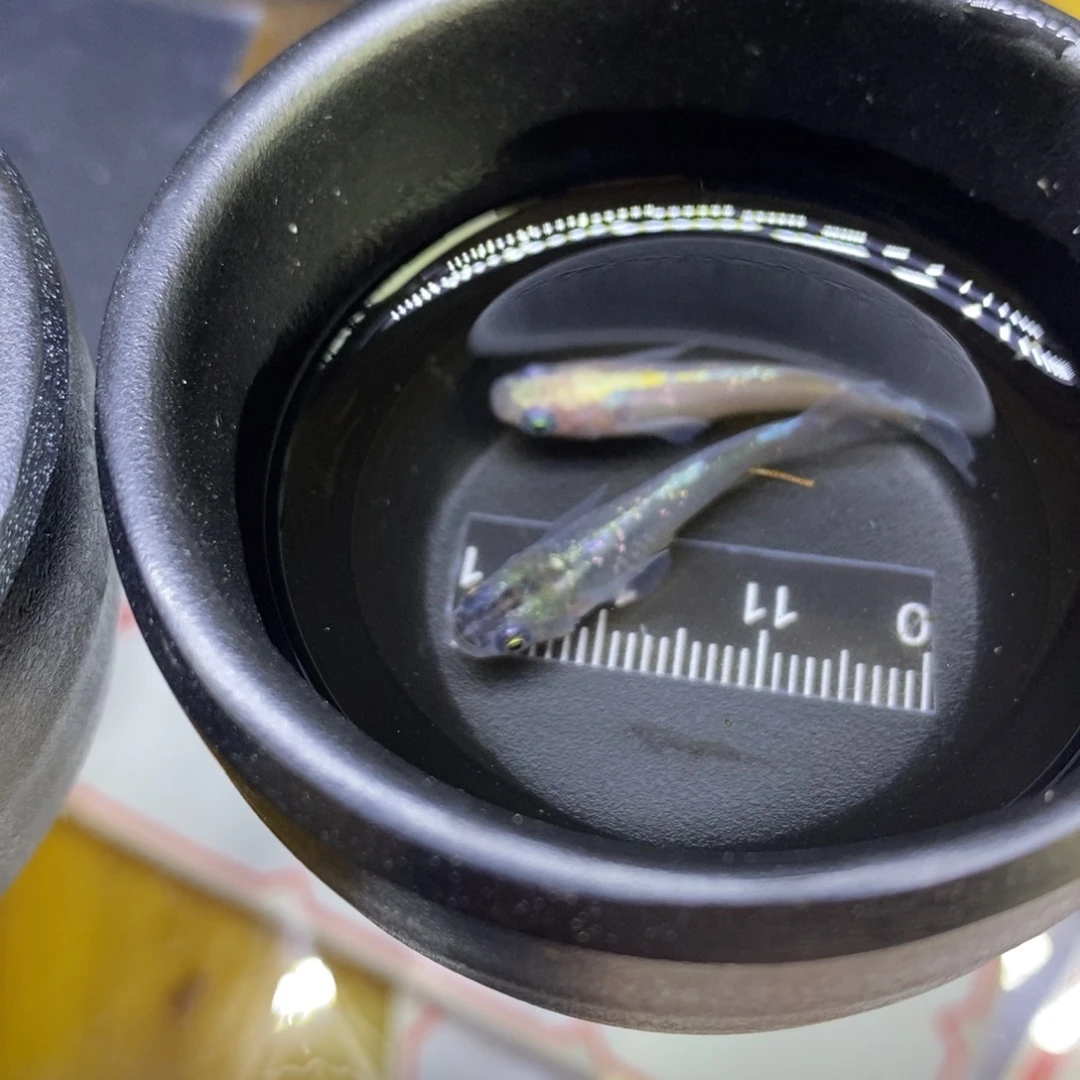 青鳉鱼光体物理32号