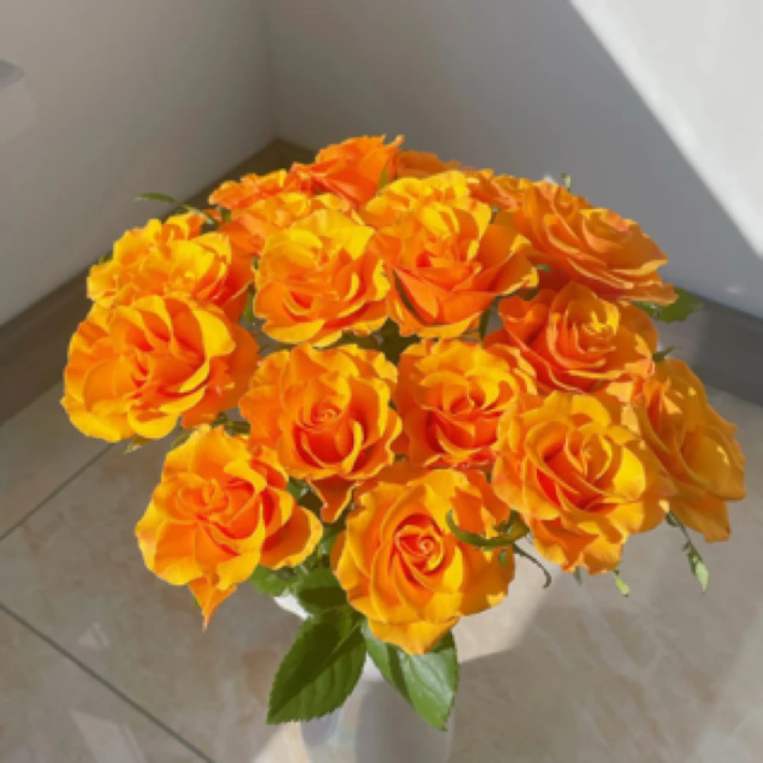 【海盛】太空玫瑰10/20枝--1单中通  3单空运（20%不售后）