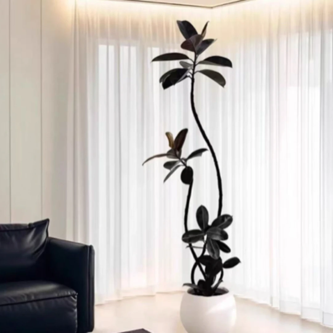 （一物一拍）多枝老桩黑金刚橡皮树绿植客厅办公室净化空气耐阴好养