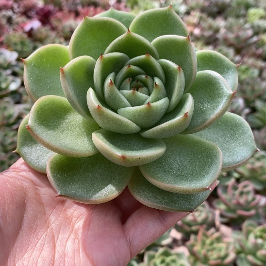 无花朵开播福利321