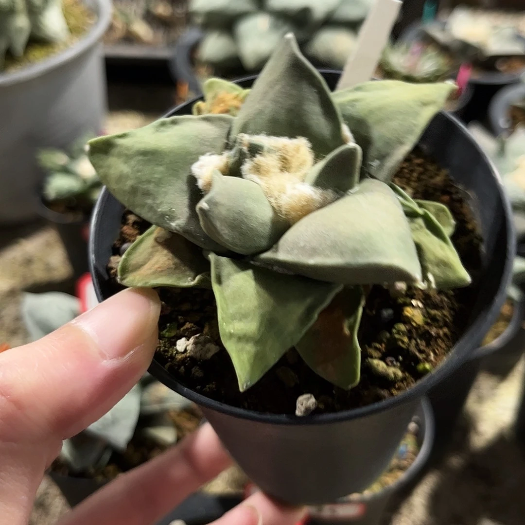 44号实生微损牛舌玉牡丹