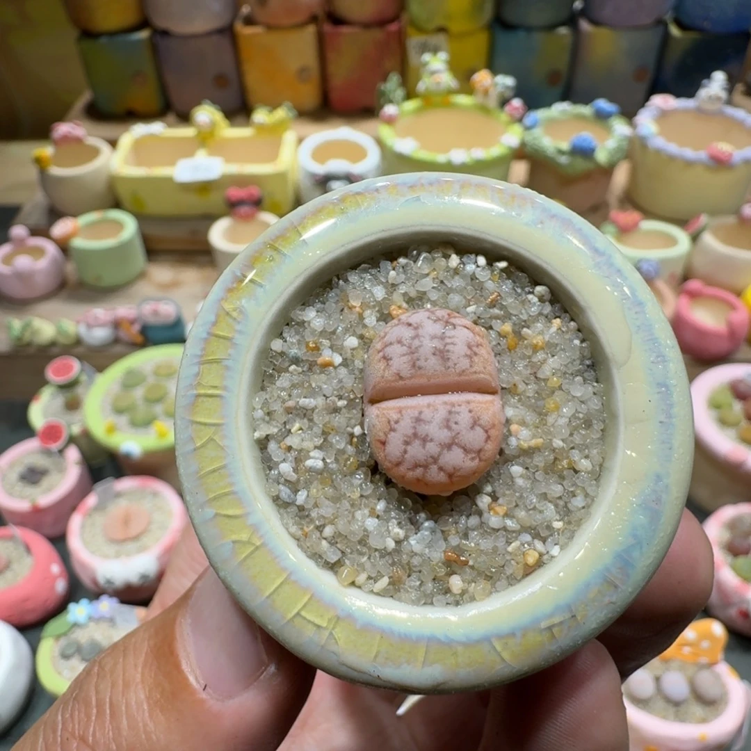 蘑菇1076c309a拿铁多肉植物