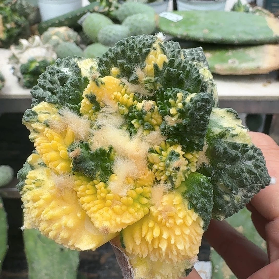 【闪购商品】无花朵怒涛散斑锦微瑕疵001