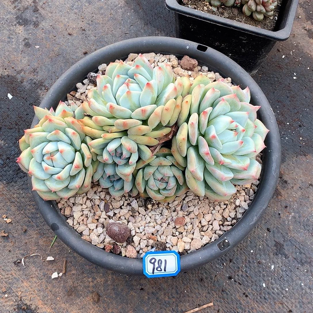 981拉糖 一物一拍多肉