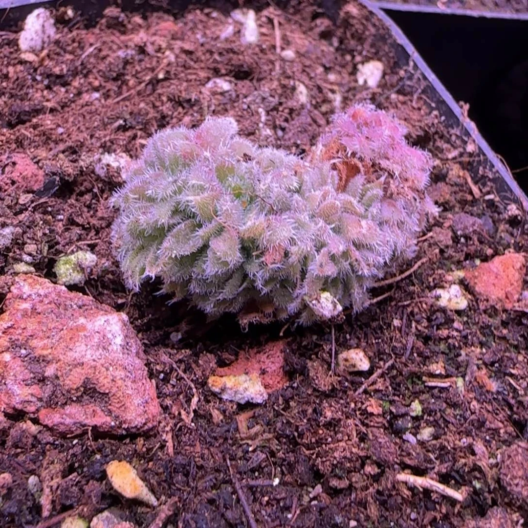 缀化3厘米玫瑰12134694849