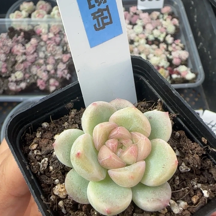 财富密码新品王炸一颗