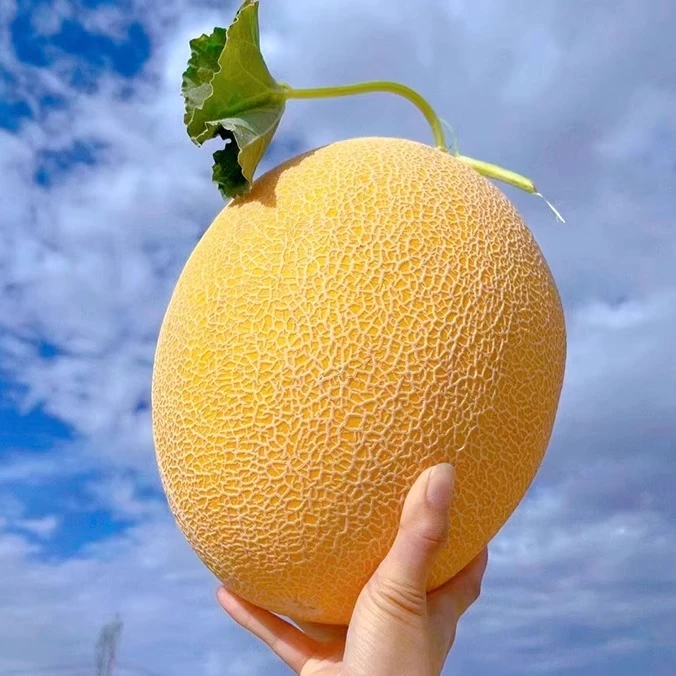 【新疆直发】新疆特产金色年华哈密瓜吐鲁番应季新鲜水果现摘现发