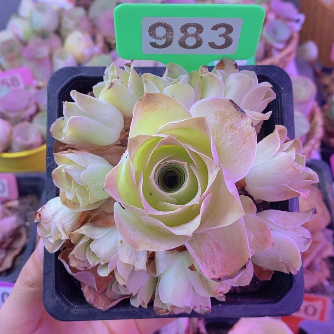 山地玫瑰群一物一拍983
