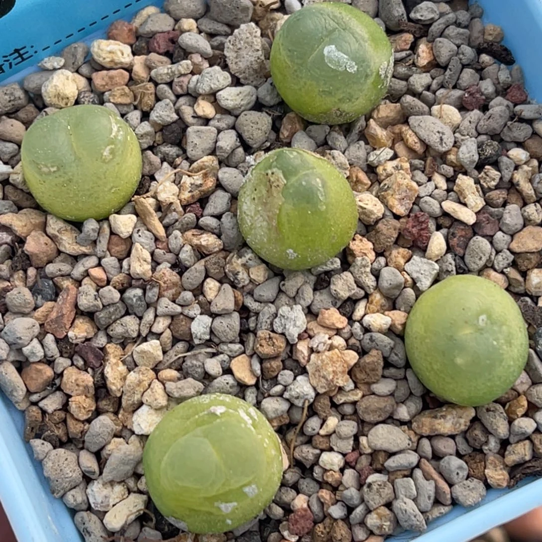 7069日系拉登五颗