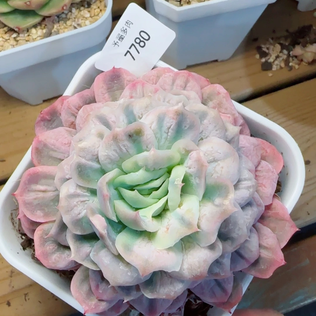 泡泡纱裙，7780多肉植物