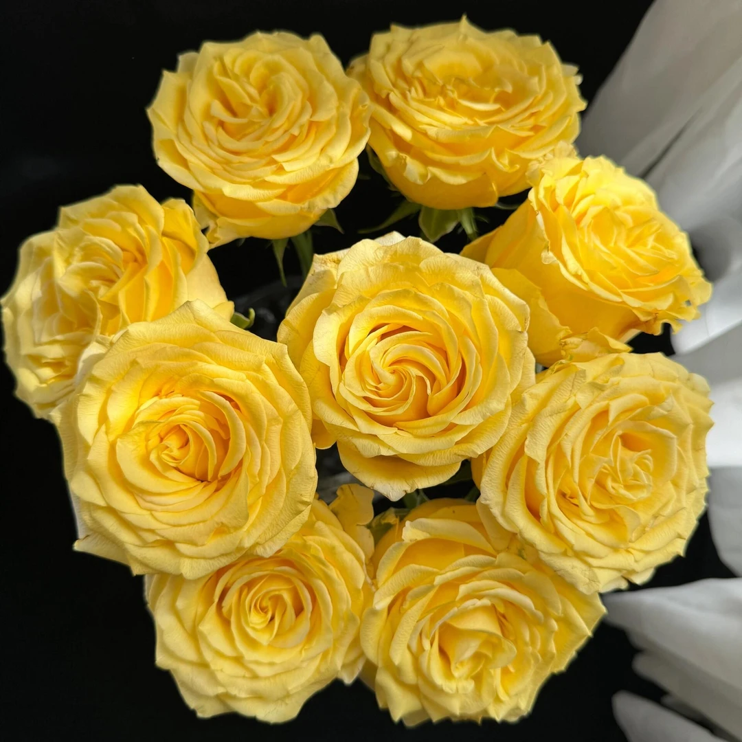 金枝玉叶 玫瑰 收到花需要醒花 0°以下要拍保温棉 云南直发