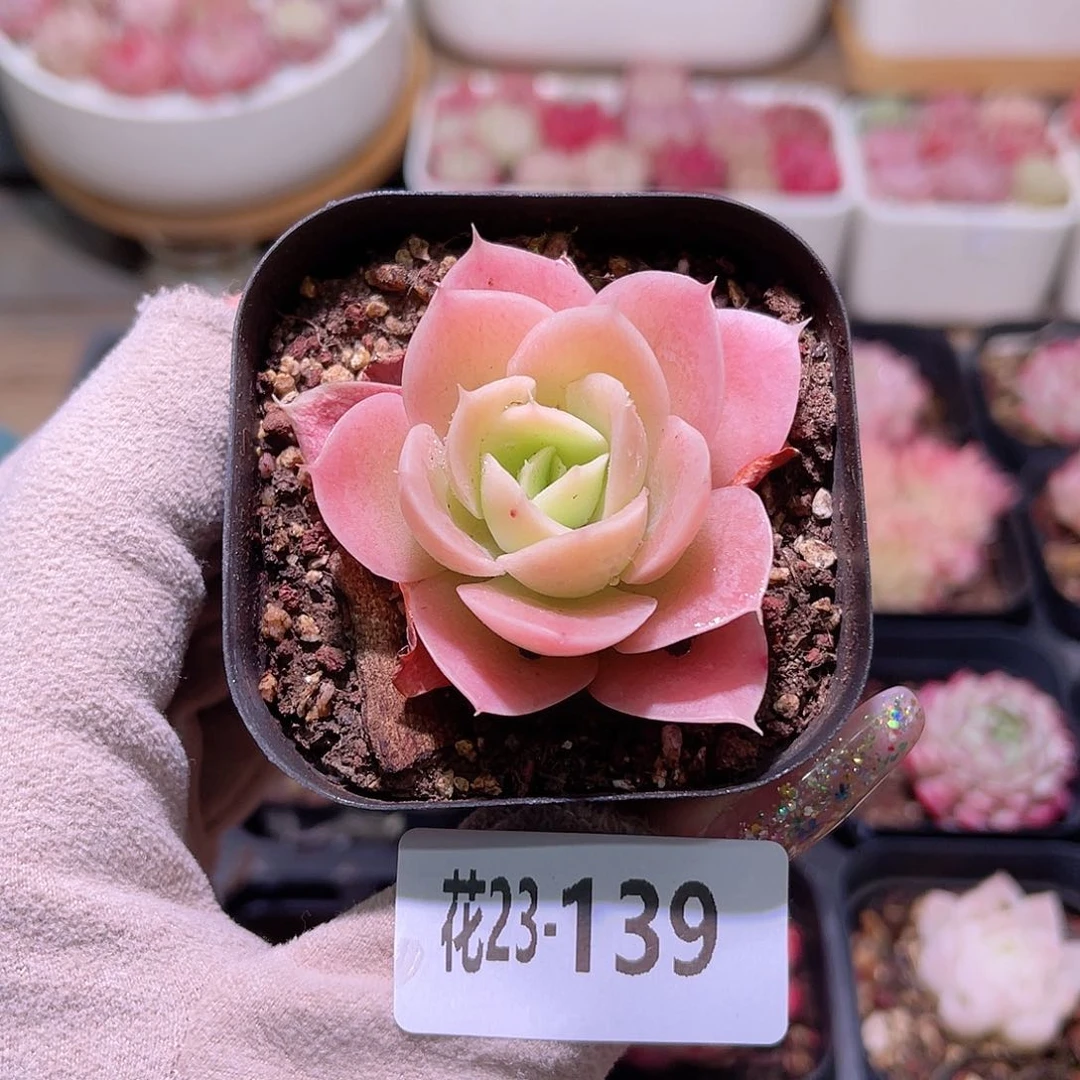 花利美23-139柠檬酸橙