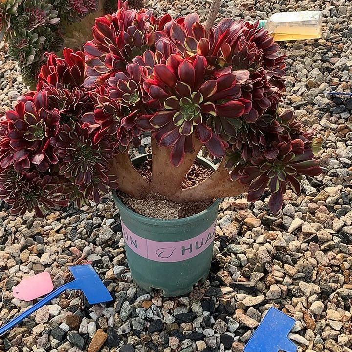 欧嘉莉朵朵脱土发户呀