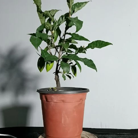 辉***无花朵老鸦柿老树盘根