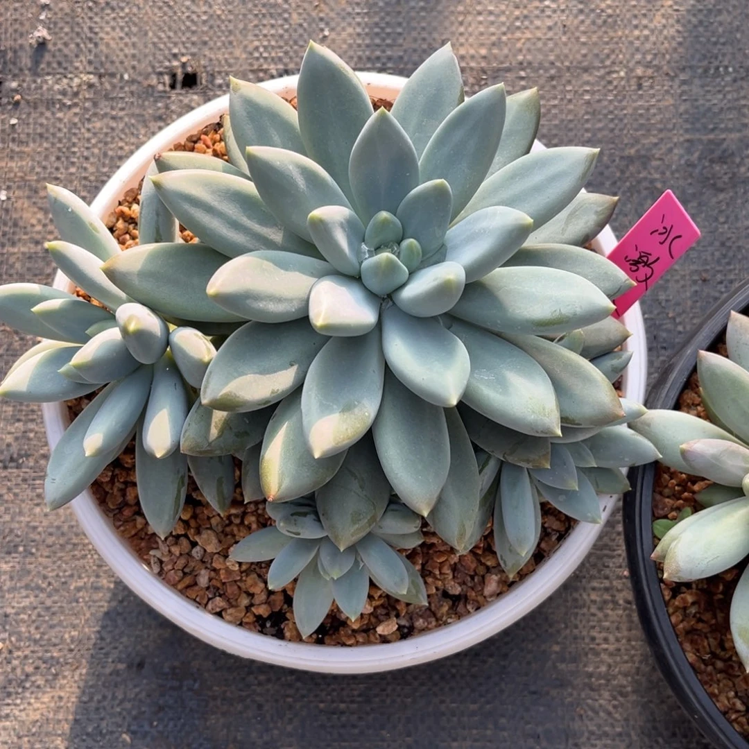 哥特萝莉寄养。。。。